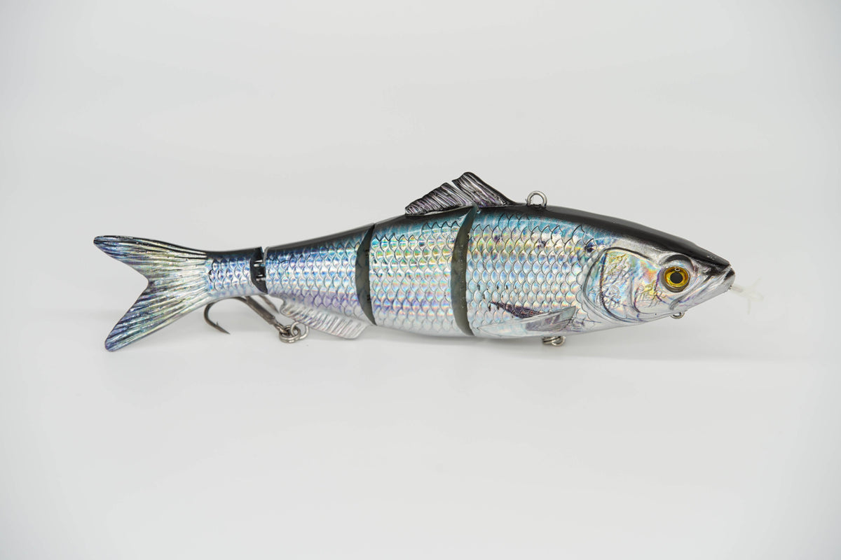 American Shad Specialty