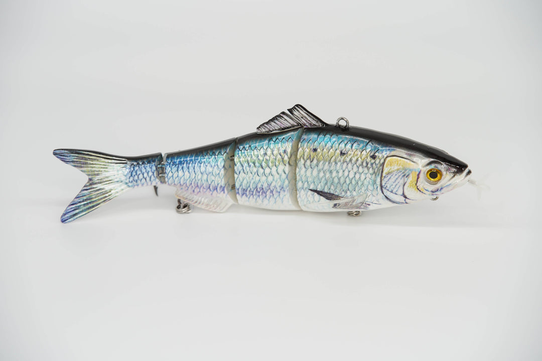 American Shad American Shad