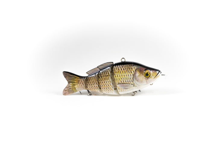 Common Carp Specialty