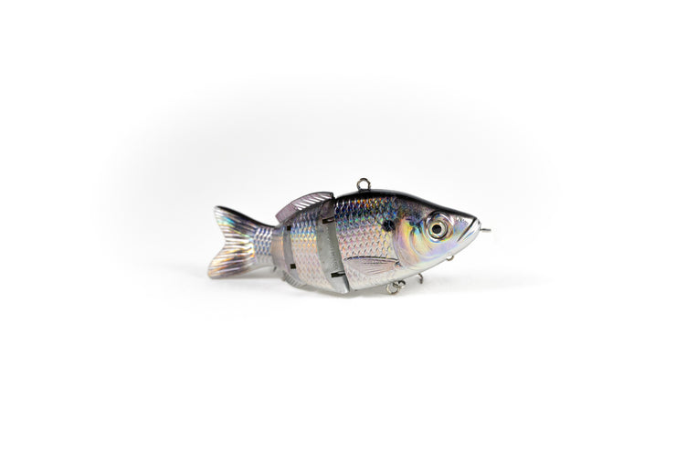 Gizzard Shad Specialty