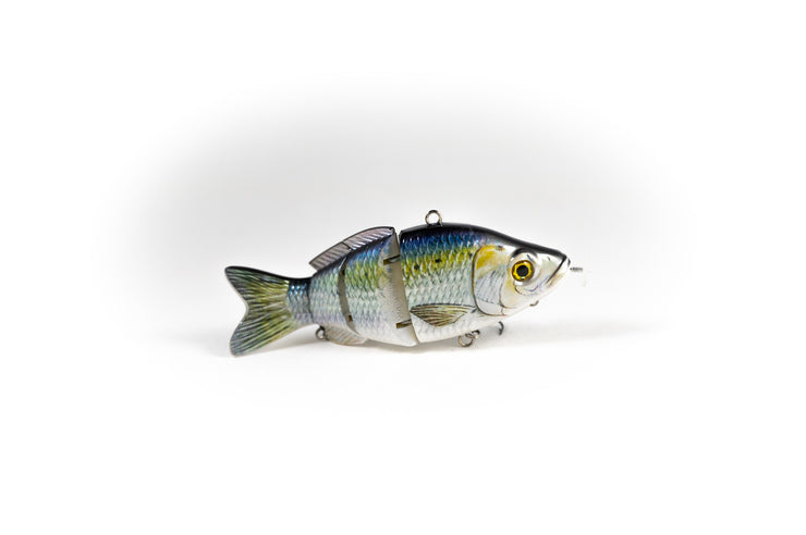 American Shad – Animated Lure