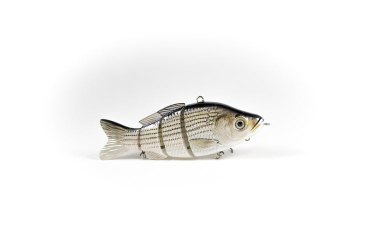 Hybrid Striped Bass Animated Lure Hybrid Striped Bass Animated Lure