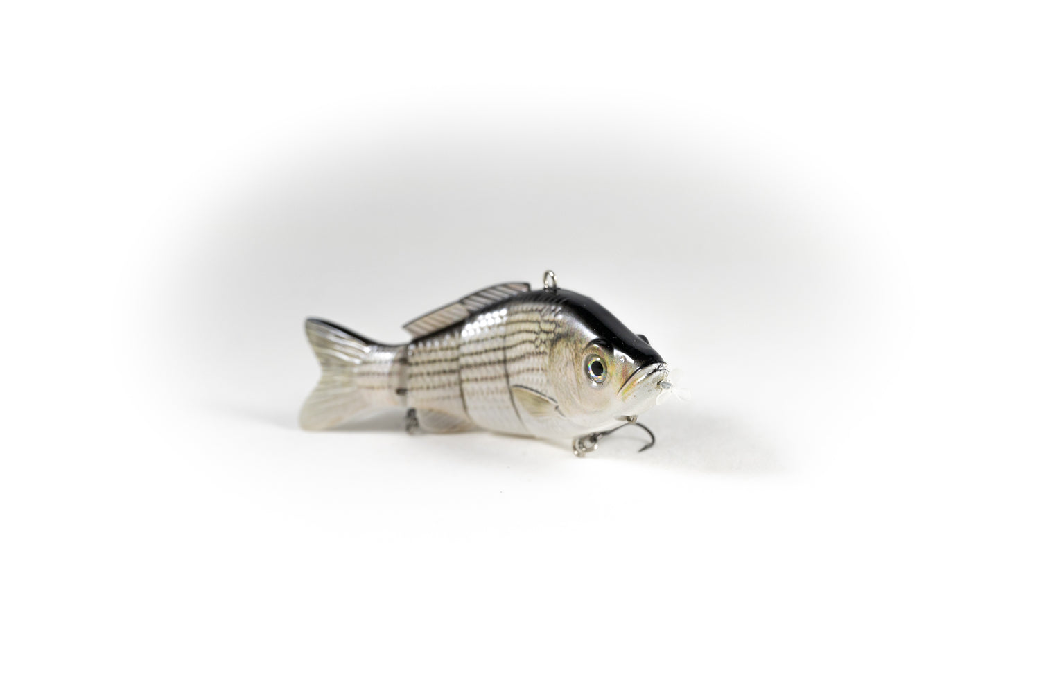 Hybrid Striped Bass – Animated Lure