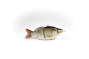 Redtail Chub