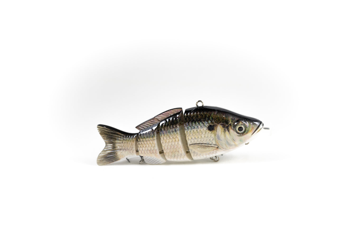 Gizzard Shad