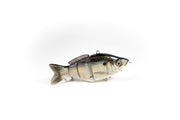 Gizzard Shad