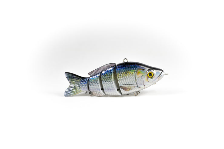 American Shad Specialty