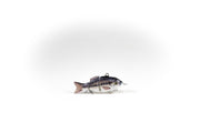Spotted Bass