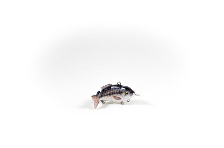 Spotted Bass