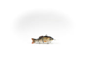 Redtail Chub