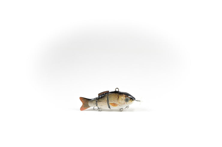 Redtail Chub – Animated Lure