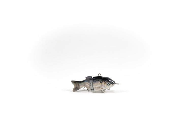 Gizzard Shad Specialty