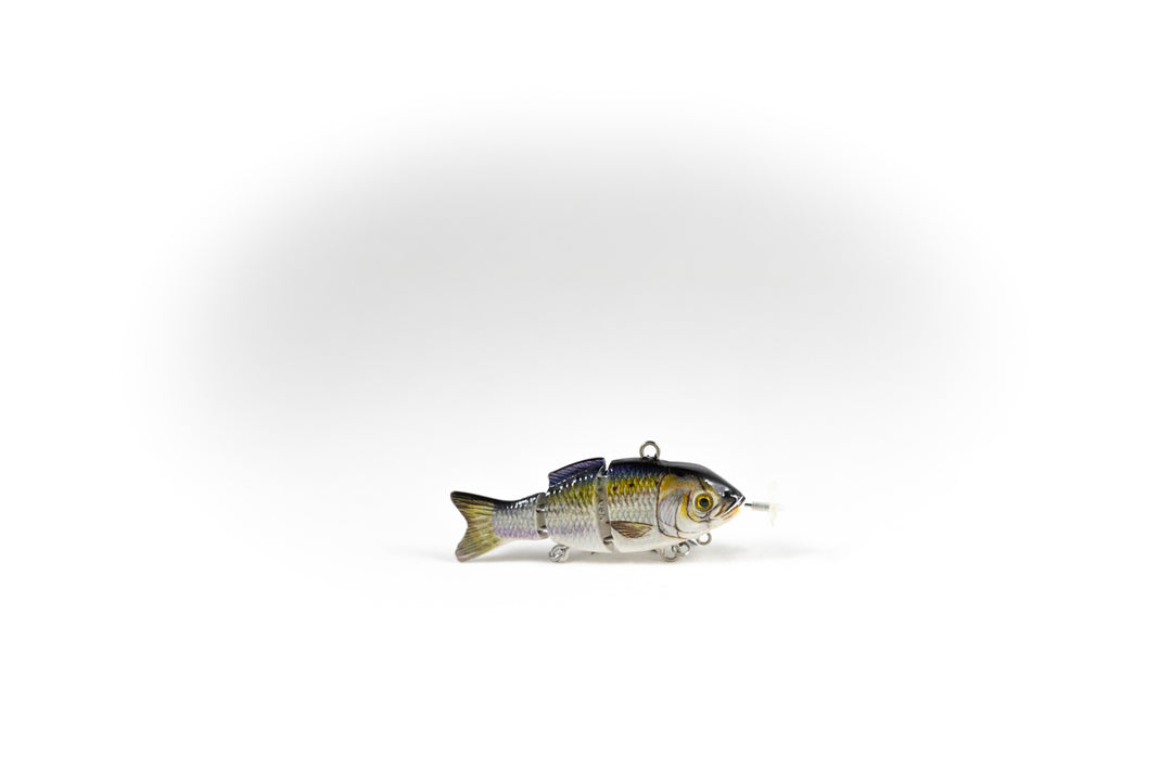 American Shad