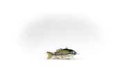 Largemouth Bass