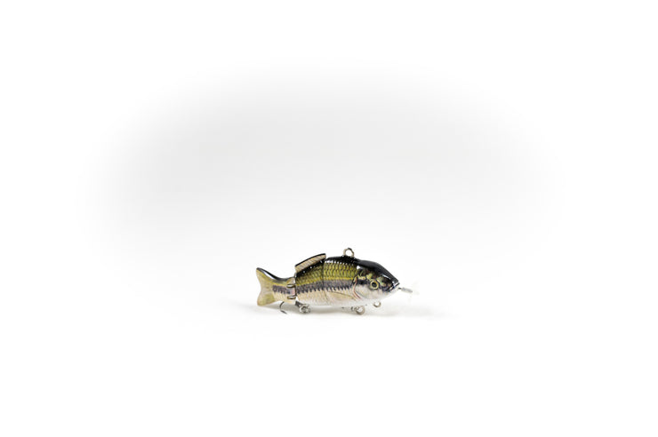 Largemouth Bass