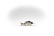 Hybrid Striped Bass