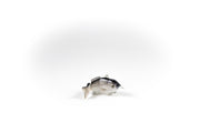 Hybrid Striped Bass