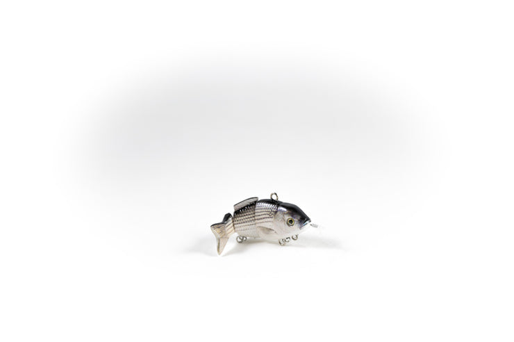 Hybrid Striped Bass