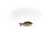 Peacock Bass