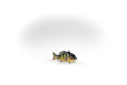 Peacock Bass