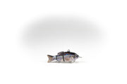 Redtail Chub Specialty