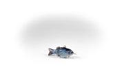 Emerald Shiner Specialty