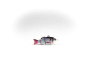 Common Roach Wounded Specialty