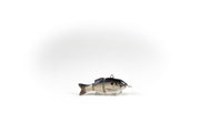 Gizzard Shad