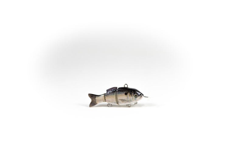 Gizzard Shad