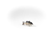 Gizzard Shad