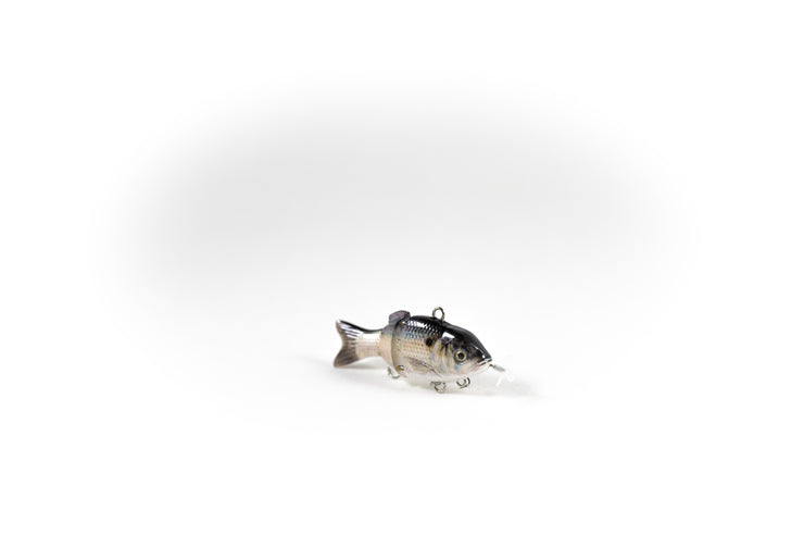 Gizzard Shad