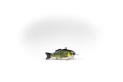 Golden Shiner