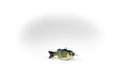Golden Shiner