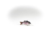 Rainbow Trout