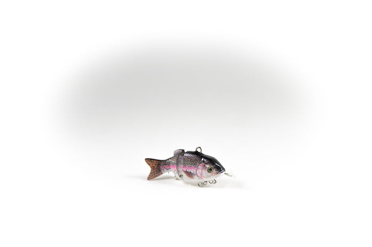 Rainbow Trout