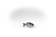Hybrid Striped Bass Specialty