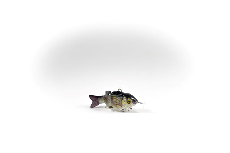 Golden Shiner Specialty