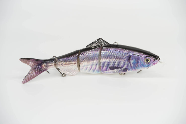 Jack Mackerel