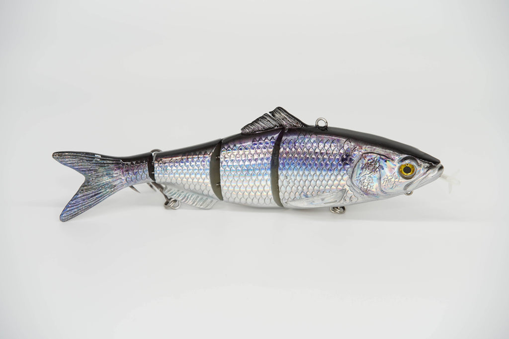 herring fish 皿 Threadfin_Herring_Premium-